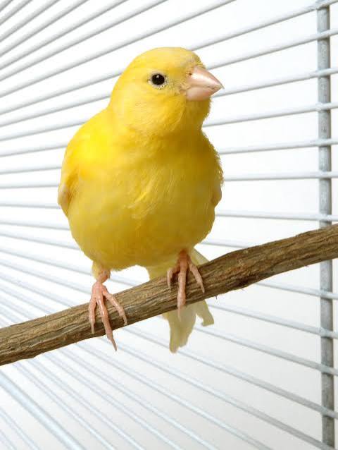 A yellow canary perched on a branch